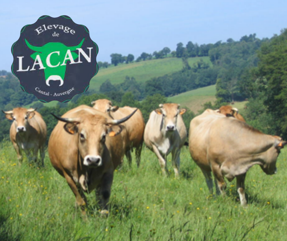 Nouvel arrivage de viande d'Aubrac